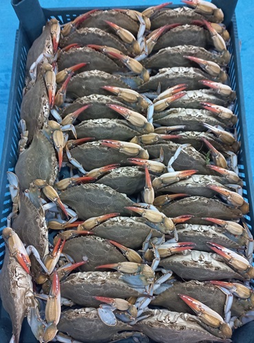 crab category