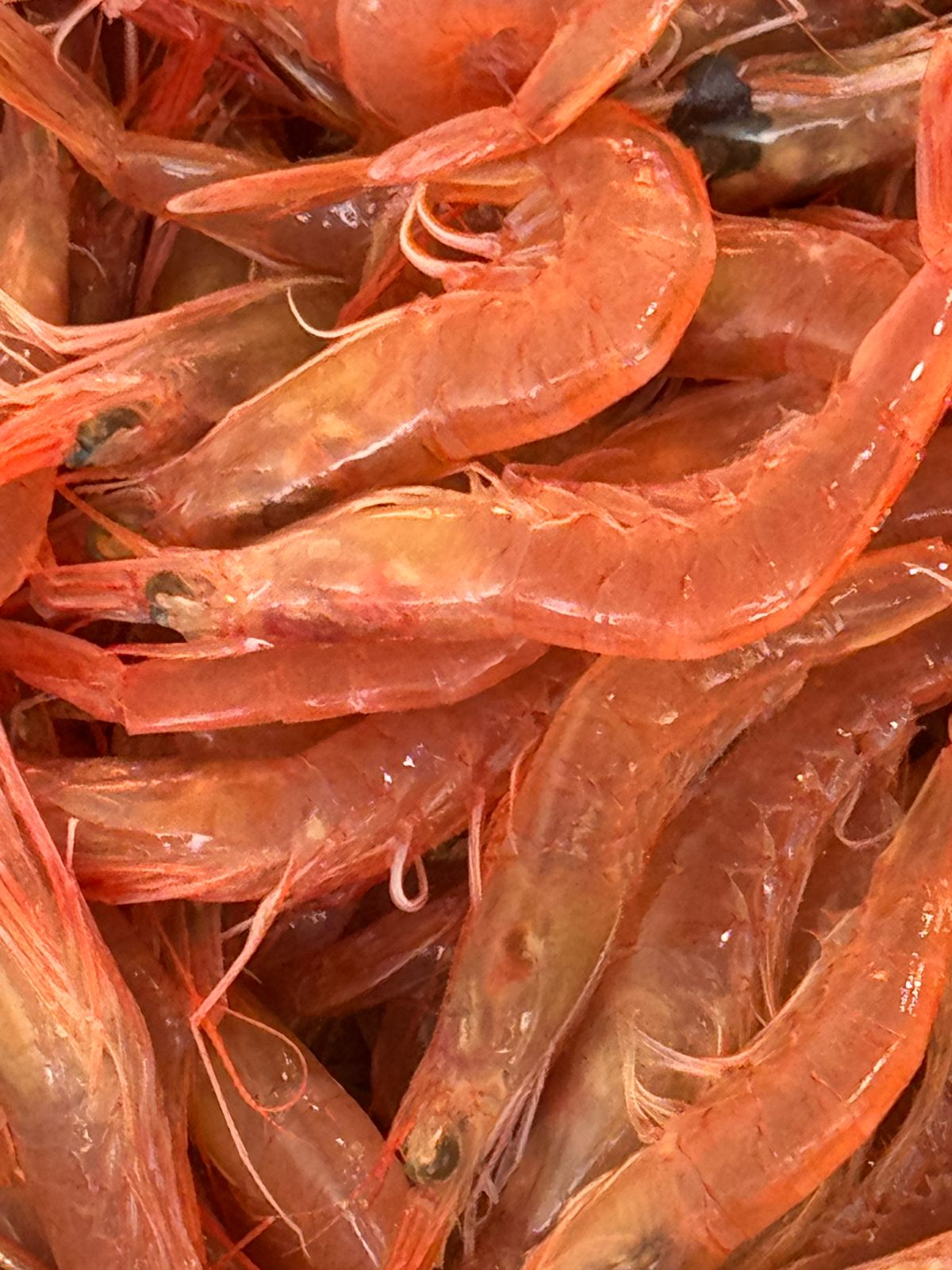 shrimp category