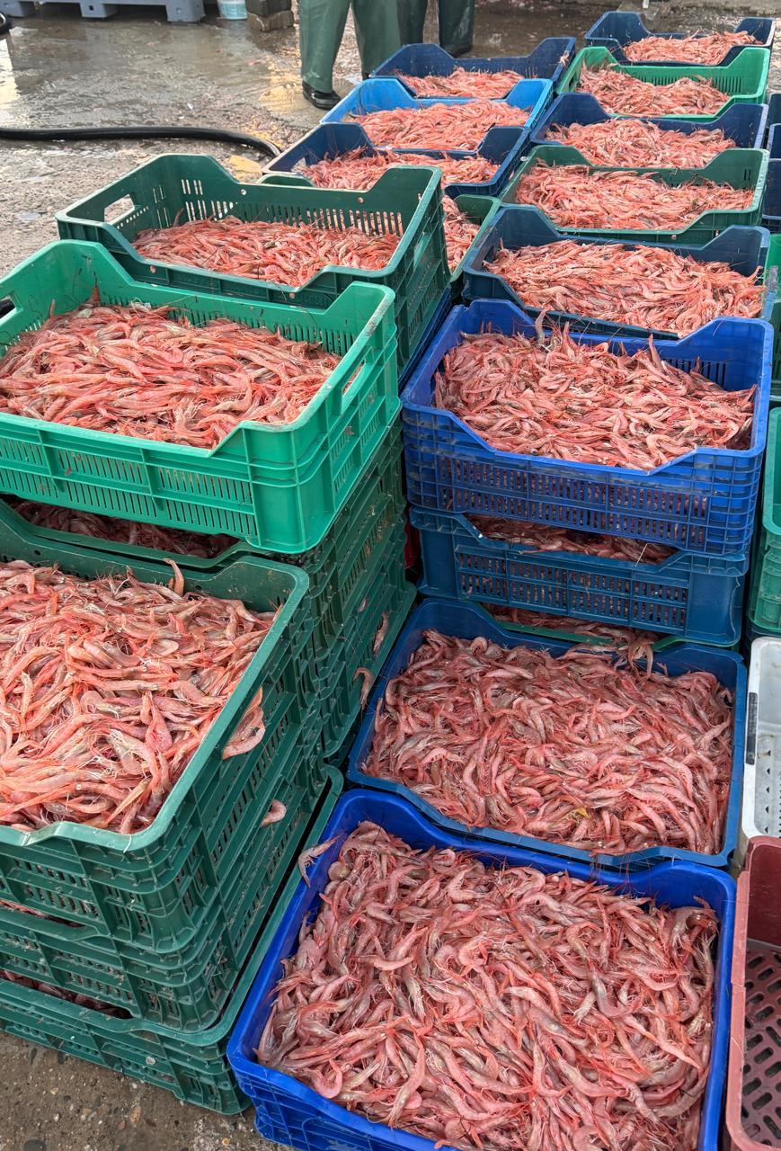 pink shrimp Parapenaeus Longirostris